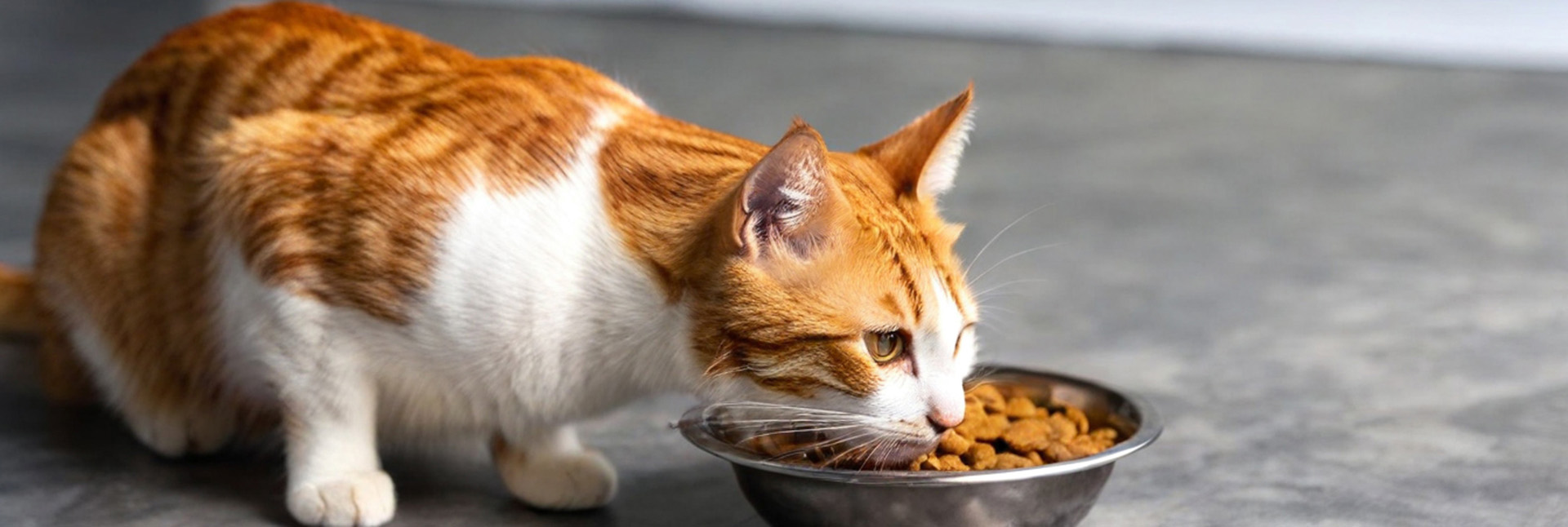 Haustier Lieferungen Verkauf -Haustier Lieferungen Verkauf 1